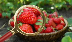 Fraude em Alimentos: O impacto na qualidade e segurança alimentar